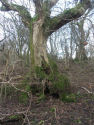 Ancient woodland and deadwood 