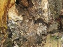 Flint rock enveloped by veteran ash tree roots